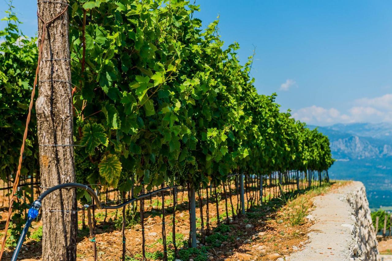 Eco Winery Lipovac Apartments Cetinje Ngoại thất bức ảnh